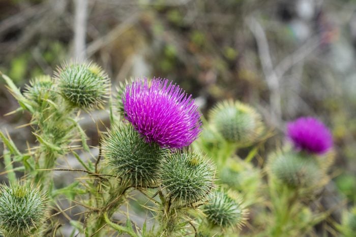 thistle Plant