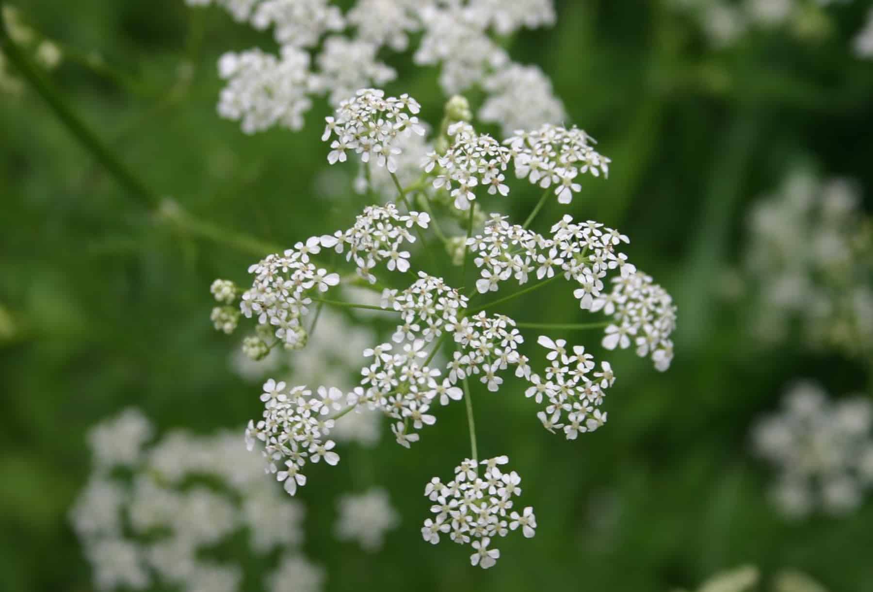 Wild Chervil