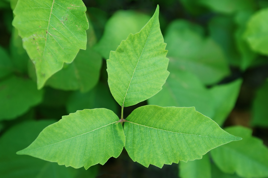 three leaflets on one leaf stem Poison Ivy