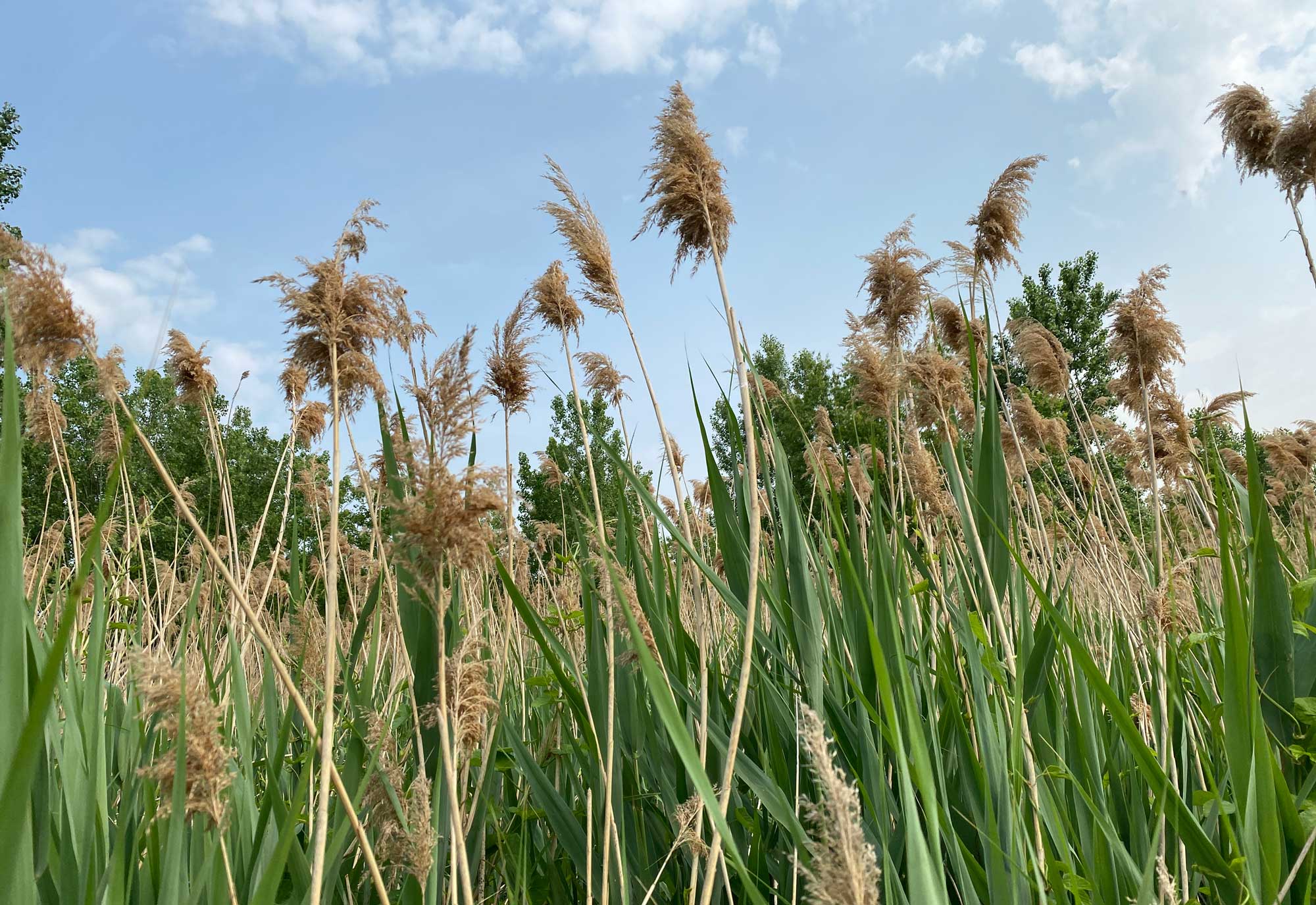 "Invasive Phragmites, a tall, dense reed grass, posing a threat to wetlands and biodiversity.