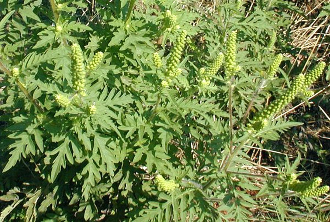 Ragweed
