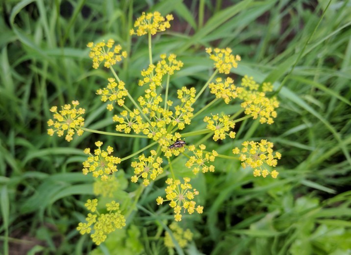 Green plan with little yellow buds