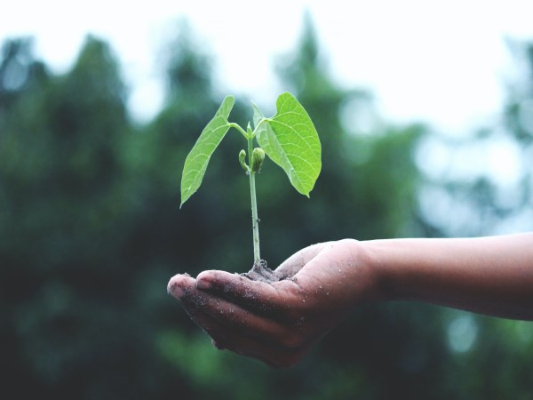 Image of a tree being planted