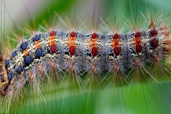 Image of invasive species called the Spongy Moth