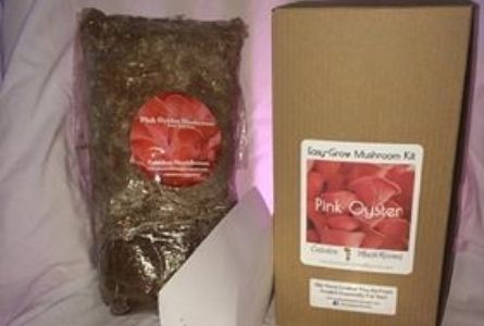 image of packaged mushrooms kit