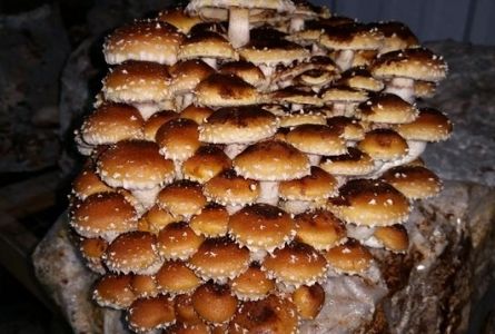image of brown mushrooms