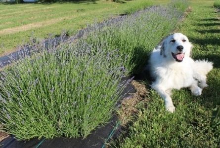 image of dog in lavender field
