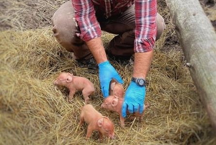 image of farmer with baby pigs